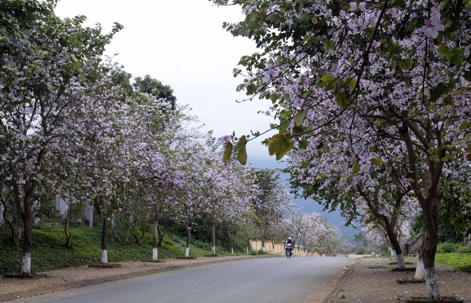 Tại trung tâm thành phố Lai Châu nhiều tuyến đường hoa ban nở rực khiến cho bất kỳ ai đi qua cũng không thể hờ hững trước vẻ đẹp thuần khiết của hoa ban. (Ảnh: Quý Trung/TTXVN)