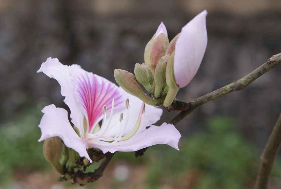 Vẻ đẹp trong trắng, thuần khiết làm say đắm lòng người khiến cho những ai đã từng sinh sống hay du khách khi đến nơi đây đều xao xuyến. (Ảnh: Quý Trung/TTXVN)