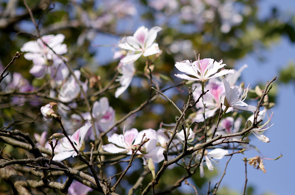 Một số cây hoa ban có màu trắng và cũng có một số cây hoa có màu tím phớt hồng cùng với màu trắng tinh khôi. (Ảnh: Quý Trung/TTXVN)