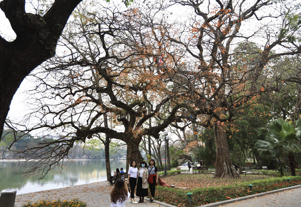 Nhiều người dân đến vui chơi, ghi lại khoảnh khắc khi lộc vừng chuyển sang màu vàng đỏ rực rỡ. (Ảnh: Hoàng Hiếu/TTXVN) 
