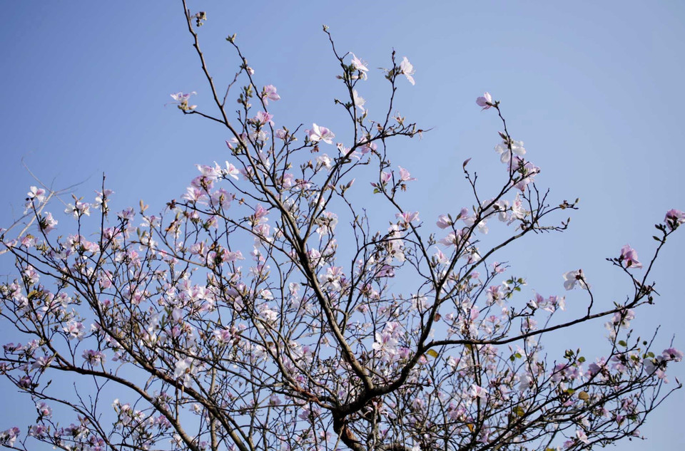 Trong những ngày giữa tháng 3, trên khắp nẻo của thành phố Lai Châu (Lai Châu), hoa ban đang vào mùa nở rộ tạo nên khung cảnh tuyệt đẹp. (Ảnh: Quý Trung/TTXVN)