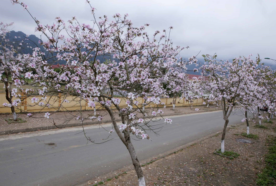 Nhiều cây ban đã trút hết lá nhường cho những bông hoa thi nhau đua nở. (Ảnh: Quý Trung/TTXVN)