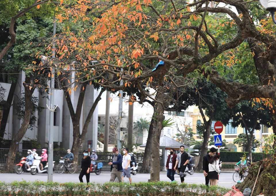 Vào thời khắc giao mùa giữa Xuân và Hạ, những cây lộc vừng lại thay lá, chuyển sang màu vàng đỏ, rực rỡ; nhuộm vàng góc đường, góc phố Hà Nội. (Ảnh: Hoàng Hiếu/TTXVN) 