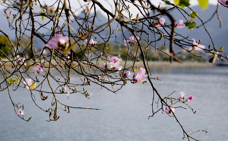Những cành hoa nở rực rỡ tinh khôi, đẹp thuần khiết khiến bất kỳ ai không thể hững hờ với hoa ban. (Ảnh: Quý Trung/TTXVN)