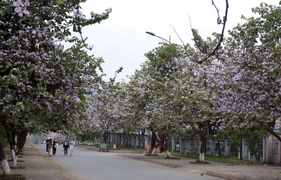 Con đường quanh khu vực Trường Phổ thông Dân tộc nội trú tỉnh Lai Châu hoa ban nở trắng tạo ra một khung cảnh đẹp lãng mạn. (Ảnh: Quý Trung/TTXVN)