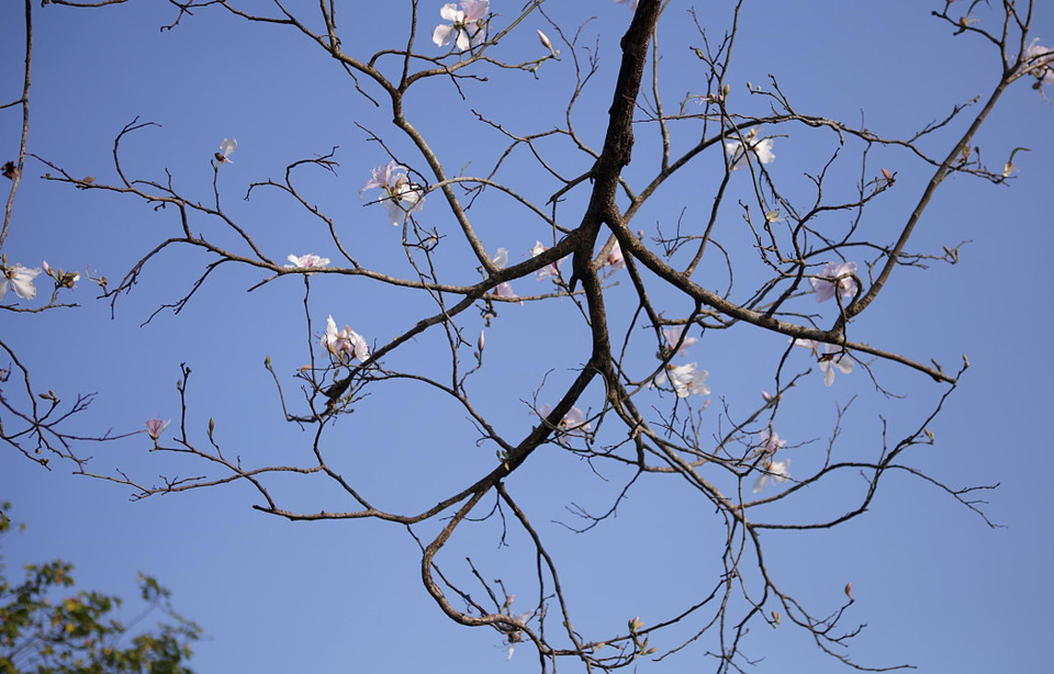 Những cành hoa ban khẳng khiu tưởng chừng khô khan, nhưng bật lên những bông hoa ban nở rực rỡ tràn đầy sức sống của loài hoa đặc trưng núi rừng Tây Bắc. (Ảnh: Quý Trung/TTXVN)