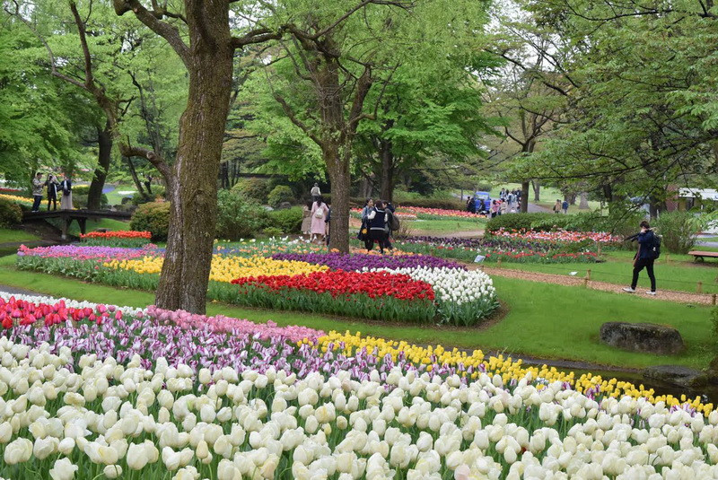 Hàng nghìn bông hoa tuylip đủ màu sắc bừng nở, khoác lên công viên tấm áo choàng màu sắc rực rỡ. (Ảnh: Nguyễn Tuyến/Vietnam+) 