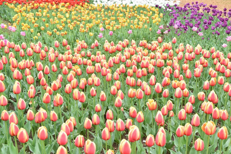 Công viên kỷ niệm Showa (Showa Kinen Park) tại Tachikawa, Tokyo là một địa điểm thu hút đông khách tham quan nhất vào dịp lễ hội hoa xuân. (Ảnh: Nguyễn Tuyến/Vietnam+)