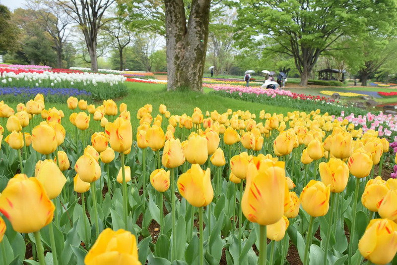 Khi đợt giá rét cuối cùng qua đi, thủ đô Tokyo bước vào mùa Xuân ấm áp đầy sức sống với muôn hoa đua nở. Đây cũng chính là thời điểm có nhiều lễ hội hoa nhất trong năm, diễn ra từ đầu tháng Tư đến cuối tháng Năm. (Ảnh: Nguyễn Tuyến/Vietnam+)