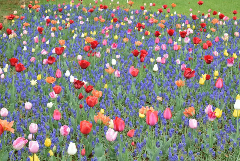 Công viên kỷ niệm Showa (Showa Kinen Park) tại Tachikawa, Tokyo là một địa điểm thu hút đông khách tham quan nhất vào dịp lễ hội hoa xuân. (Ảnh: Nguyễn Tuyến/Vietnam+)