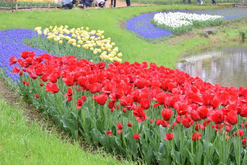 Hàng nghìn bông hoa tuylip đủ màu sắc bừng nở ở Tokyo. (Ảnh: Nguyễn Tuyến/Vietnam+) 