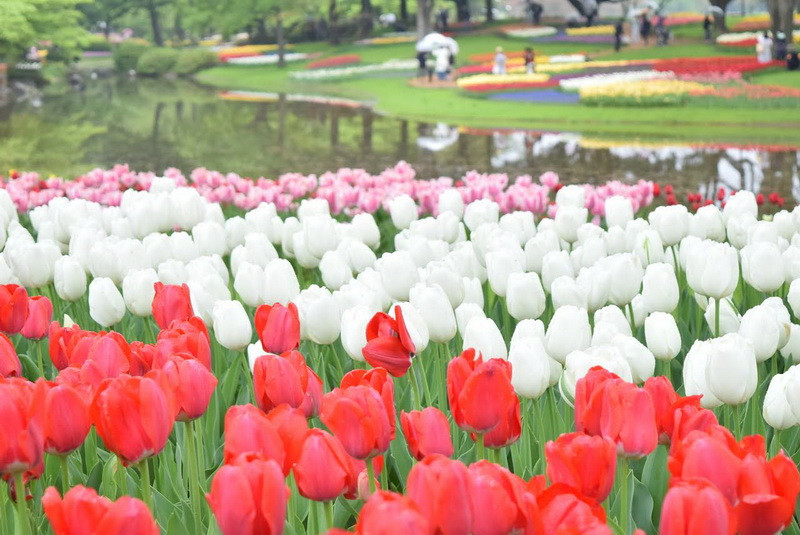 Hàng nghìn bông hoa tuylip đủ màu sắc bừng nở, khoác lên công viên tấm áo choàng màu sắc rực rỡ. (Ảnh: Nguyễn Tuyến/Vietnam+) 