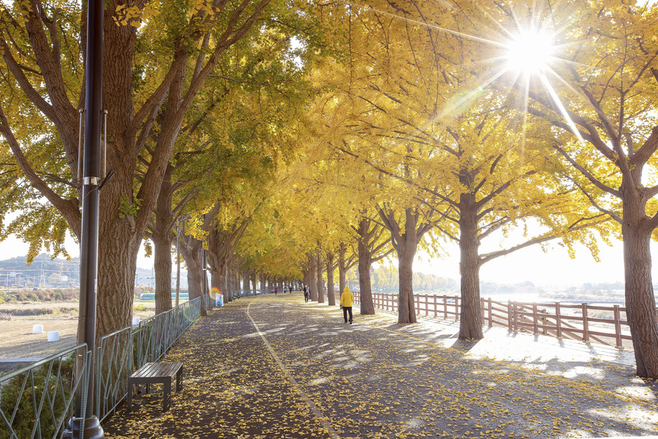 Con đường mùa Thu rực rỡ dưới nắng sớm. (Ảnh: Anh Nguyên/TTXVN)