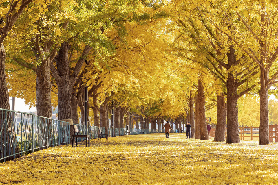 Con đường mùa Thu ở thành phố Asan tỉnh Nam Chungcheong (Hàn Quốc). (Ảnh: Anh Nguyên/TTXVN)