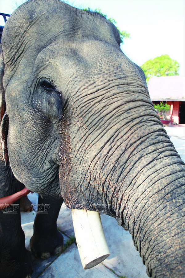 Đa số các cá thể voi ở Tây Nguyên đã mất đi bộ ngà của mình bởi nhiều nguyên nhân khác nhau. (Nguồn: Báo ảnh Việt Nam/Vietnam+)