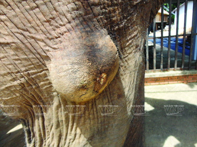 Bệnh u bứu trên da voi nhà. (Nguồn: Báo ảnh Việt Nam/Vietnam+)