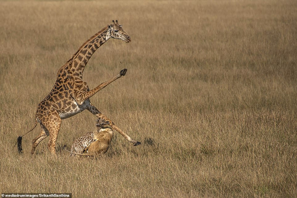 Những bức ảnh này do Srikanth Santhinathan, 29 tuổi, một nhân viên IT và nhiếp ảnh gia bán thời gian đến từ Tamil Nadu ở Ấn Độ, chụp bằng một chiếc Nikon D750. (Nguồn: DailyMail)