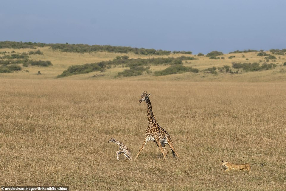 Anh kể lại: 'Sáng hôm đó chúng tôi đã nhìn thấy mẹ con hươu cao cổ và một con sư tử rình phía sau. Và chỉ hai phút sau, chú hươu cao cổ con biến mất'. (Nguồn: DailyMail)