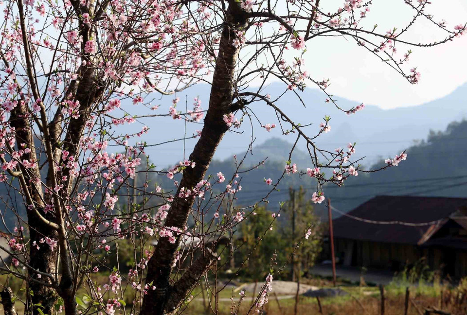 Những cây đào với tuổi thọ hàng chục năm tuổi, từng lớp từng lớp đua nhau khoe sắc. (Ảnh: Quý Trung/TTXVN)