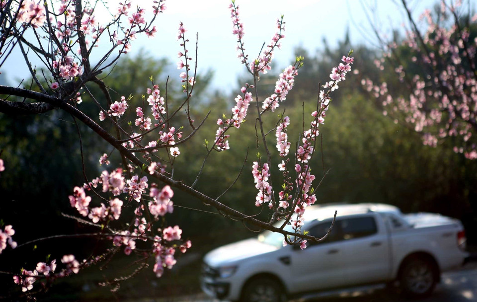 Có những đoạn đường, hoa đào chiếm màu sắc chủ đạo. (Ảnh: Quý Trung/TTXVN)