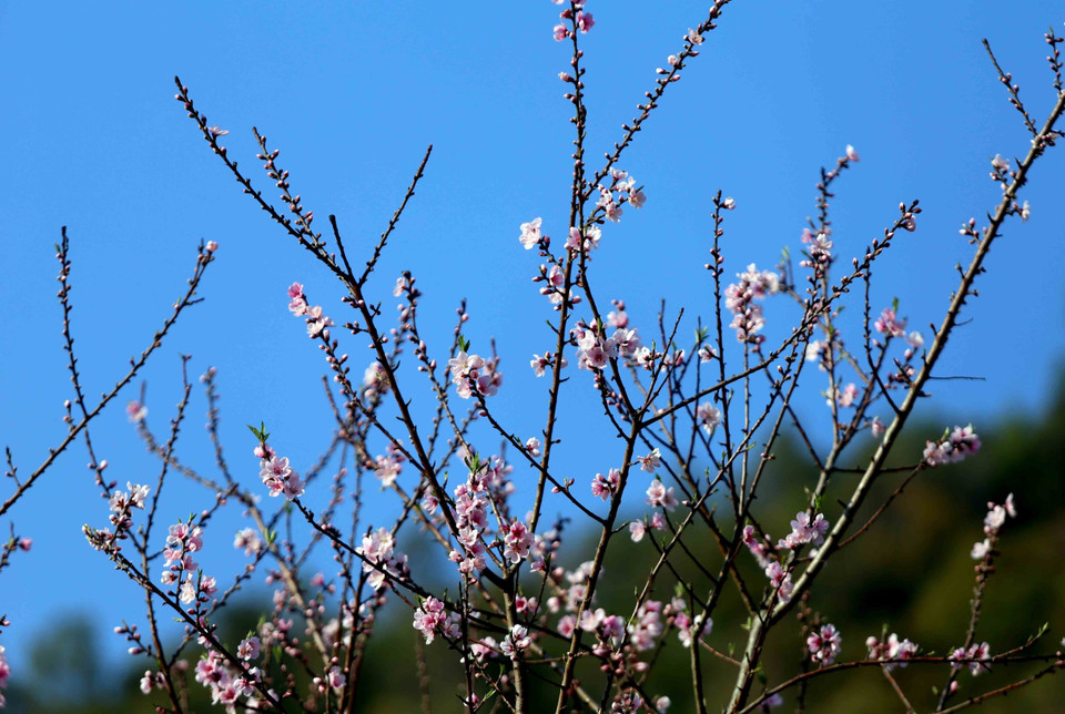 Những cành hoa đào vươn cao nở rộ. (Ảnh: Quý Trung/TTXVN)