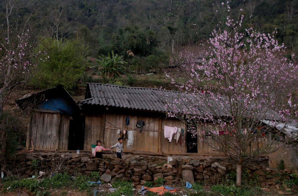 Hoa đào đang đua nhau khoe sắc, từng lớp từng lớp nở rực rỡ tạo nên những bức tranh tuyệt đẹp xen giữa núi rừng Tây Bắc vừa nên thơ vừa lãng mạn như muốn níu kéo mùa xuân ở lại, làm say đắm lòng người. (Ảnh: Quý Trung/TTXVN)