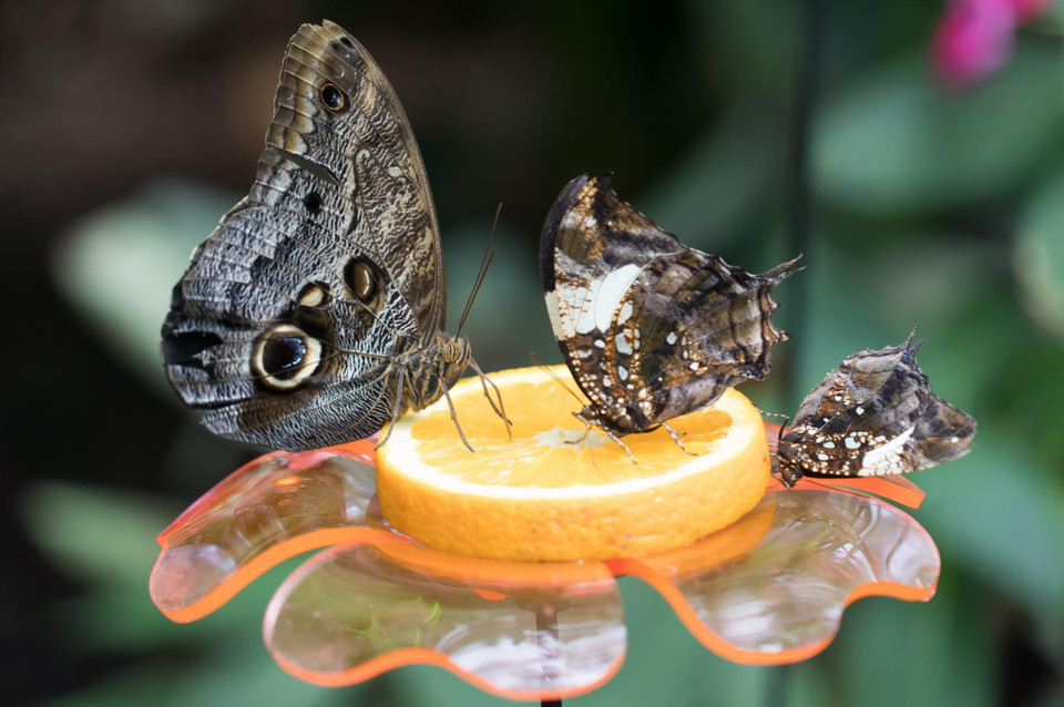 Những chú bướm xinh đẹp tại Triển lãm bướm nhiệt đới ở Công viên Budapest, Hungary ngày 6/6/2019. (Ảnh: THX/TTXVN)