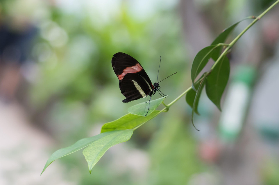 Một loài bướm nhiệt đới tại Triển lãm bướm ở Công viên Budapest, Hungary ngày 6/6/2019. (Ảnh: THX/TTXVN)