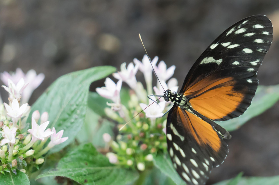 Một loài bướm nhiệt đới tại Triển lãm bướm ở Công viên Budapest, Hungary ngày 6/6/2019. (Ảnh: THX/TTXVN)