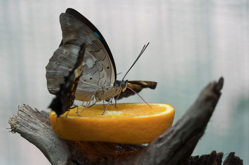 Một loài bướm nhiệt đới tại Triển lãm bướm ở Công viên Budapest, Hungary ngày 6/6/2019. (Ảnh: THX/TTXVN)