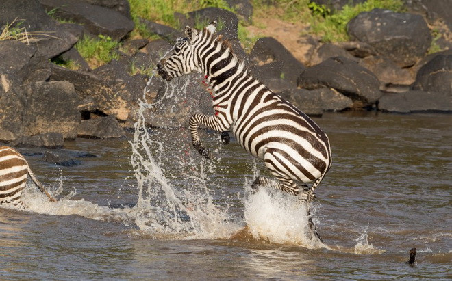 Ngựa vằn may mắn thoát chết khi phản ứng kịp thời để chạy lên bờ. (Nguồn: Caters News Agency)