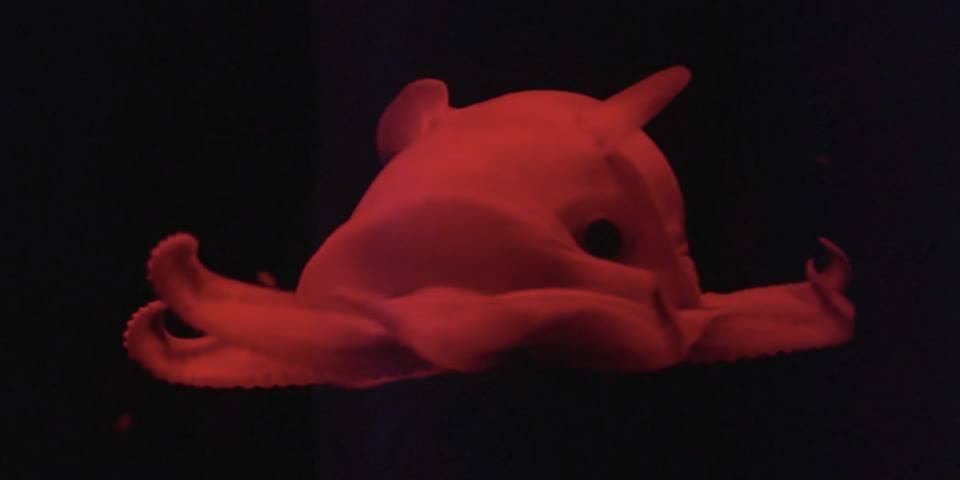 Trên đầu còn xuất hiện 2 vây nhỏ rất ngộ nghĩnh. (Nguồn: CCTV)