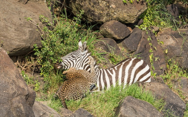 Quá mệt mỏi sau màn rượt đuổi với cá sấu, chú ngựa vằn đã không thể chống đỡ được sức mạnh của chú báo đốm và đành bỏ mạng. (Nguồn: Caters News Agency)