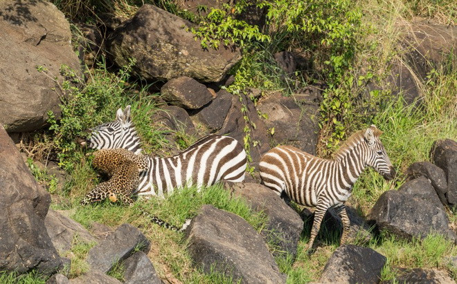 Tuy nhiên, ngay khi lên bờ, ngựa vằn lại phải đối mặt với con báo đốm. (Nguồn: Caters News Agency)