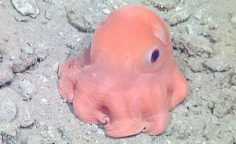 Bề ngang con bạch tuộc khoảng 18cm, sống ở độ sâu 450m. (Nguồn: CCTV)