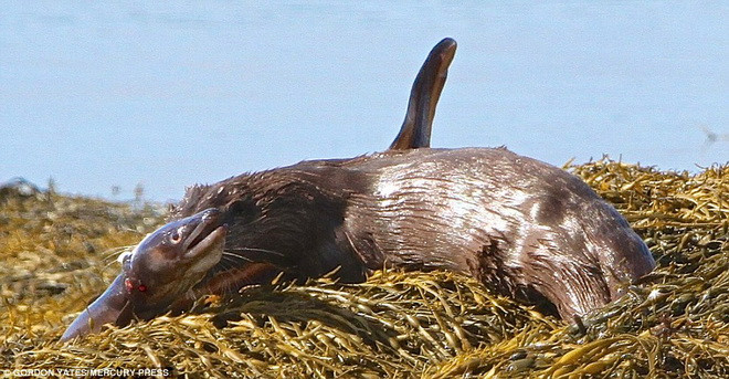 Chú lươn yếu ớt đành chịu khuất phục khi bị thương quá nặng. (Nguồn: Daily Mail)