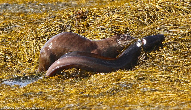 Chú lươn yếu ớt đành chịu khuất phục khi bị thương quá nặng. (Nguồn: Daily Mail)