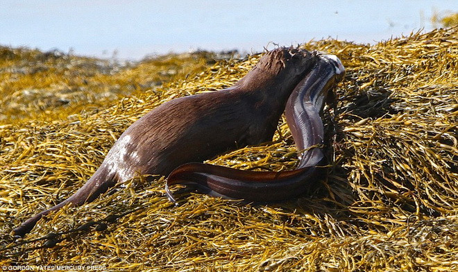 Hàm răng sắc nhọn của rái cá cắm thẳng vào cổ của chú lươn. (Nguồn: Daily Mail)