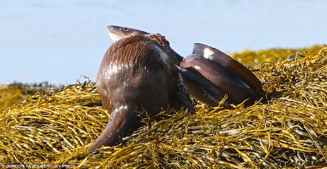 Con lươn chống đối rất quyết liệt. (Nguồn: Daily Mail)