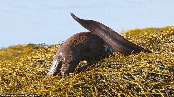 Con rái cá bắt được chú lươn và kéo con mồi của mình lên bờ. (Nguồn: Daily Mail)