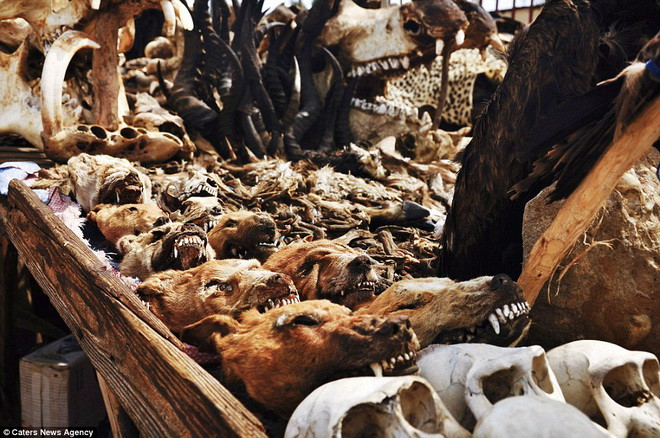 Một số người thường lợi dụng để buôn bán cả những loài động vật quý hiếm. (Nguồn: Caters News Agency)