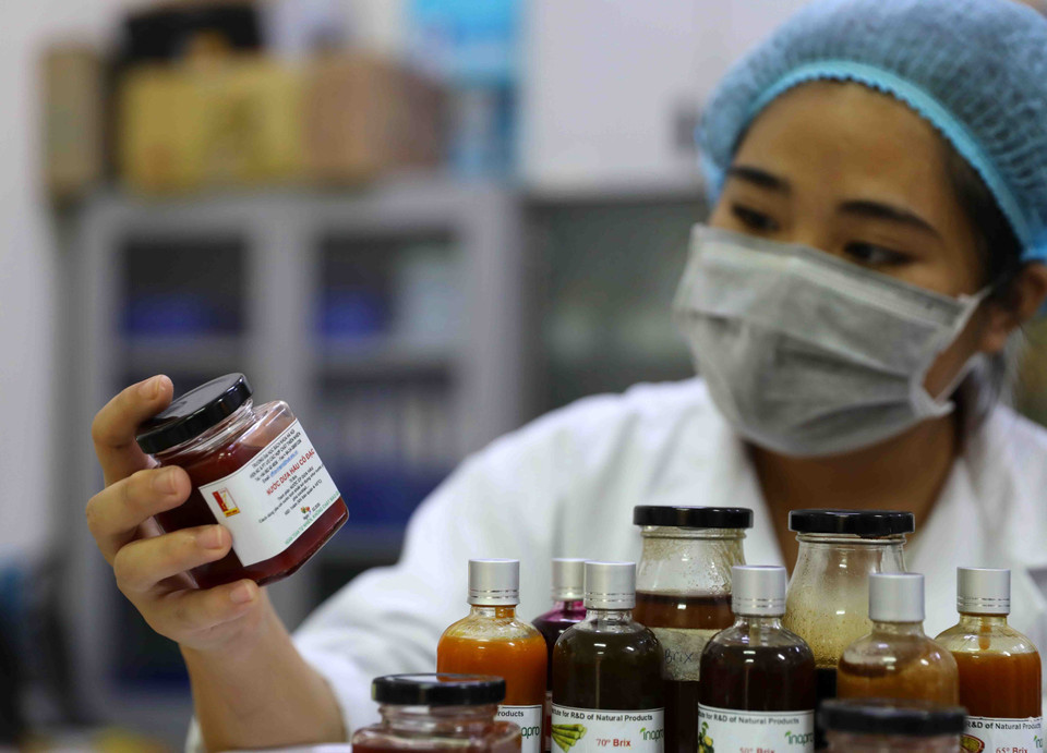 Theo phó giáo sư, tiến sỹ Nguyễn Minh Tân, Viện trưởng Viện Nghiên cứu và Phát triển ứng dụng các Hợp chất thiên nhiên, Trường Đại học Bách Khoa Hà Nội, công nghệ JEVA giúp doanh nghiệp thu mua các loại hoa quả với chất lượng đa dạng, để chế biến thành sản phẩm nước quả cô đặc, đạt chất lượng xuất khẩu vào các thị trường khó tính châu Âu. (Ảnh: Thanh Tùng/TTXVN)