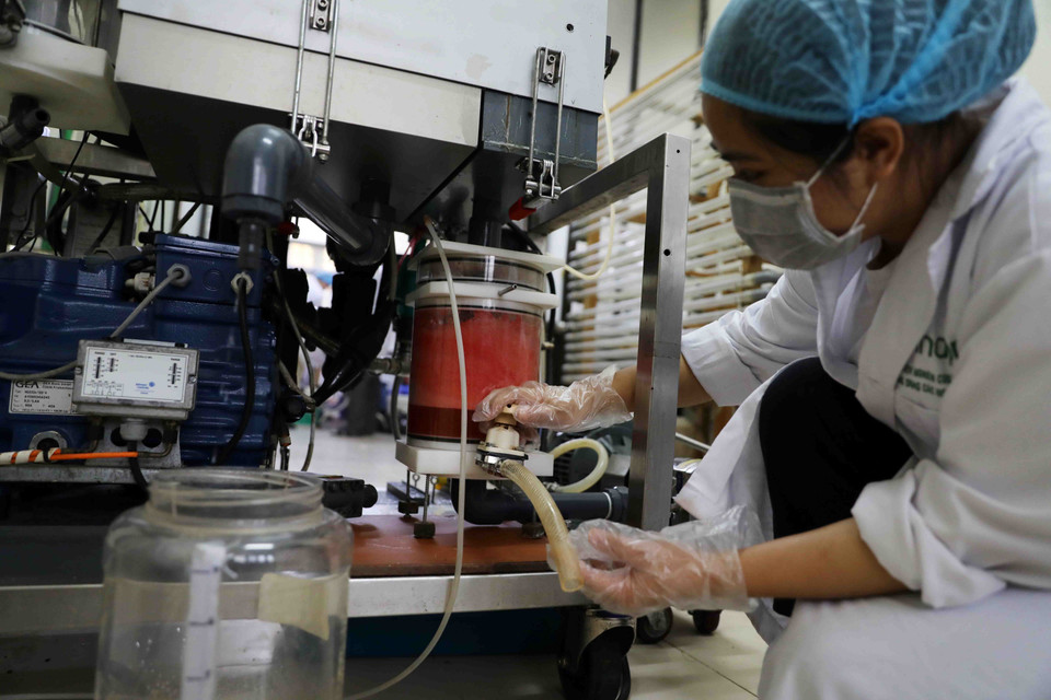 Nguyên liệu dưa hấu được sơ chế, tách hạt, ép nước trước khi đưa vào thiết bị cô đặc bằng công nghệ JEVA. (Ảnh: Thanh Tùng/TTXVN)