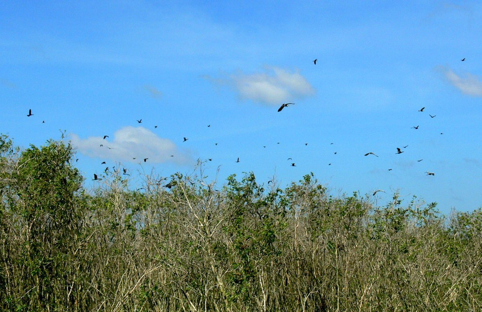 Sân chim rừng U Minh. (Ảnh: WWF-Việt Nam)