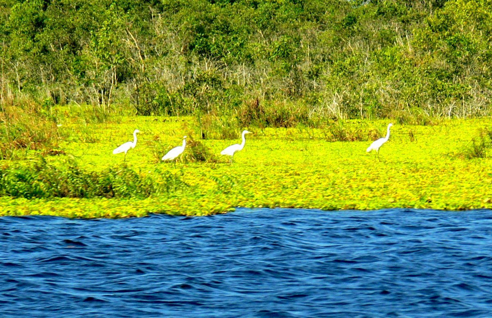 Đồng cỏ ngập nước theo mùa.(Ảnh: WWF-Việt Nam)