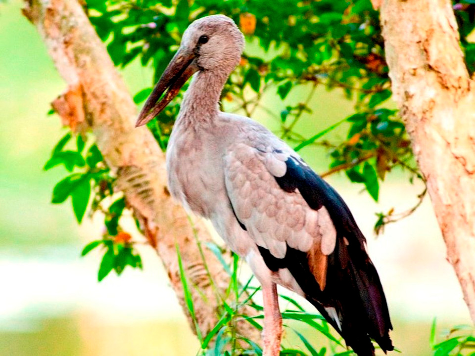 Cò ốc - cò nhạn.(Ảnh: WWF-Việt Nam)