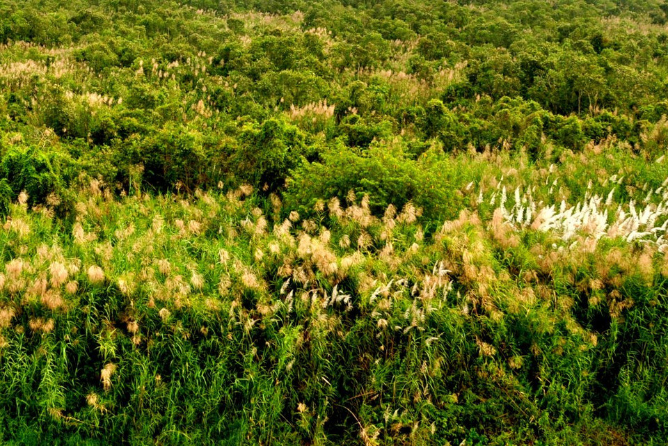 Rừng tràm xen lẫn sậy.(Ảnh: WWF-Việt Nam)