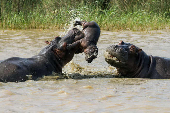 Con hà mã đực đã cắn chân của hà mã con và quăng quật nó. (Nguồn:Barcroft Media)