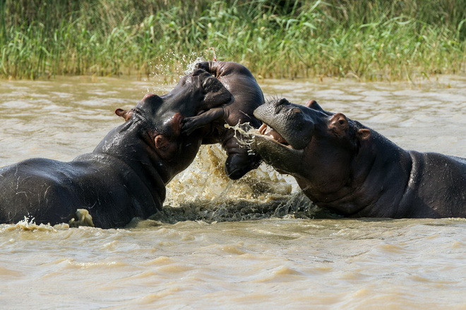 Cảnh tượng trên diễn ra ở Công viên Isimangaliso Wetland, Nam Phi. (Nguồn:Barcroft Media)
