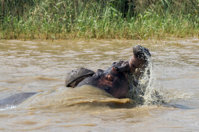 Chú hà mã con 5 ngày tuổi đã chết sau đó vài giờ vì vết thương quá nặng. (Nguồn:Barcroft Media)